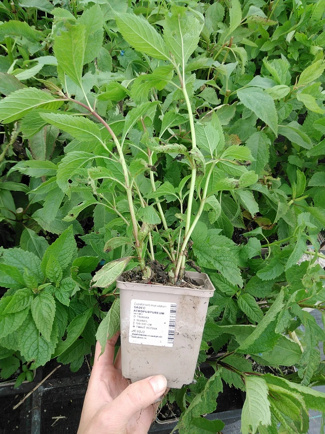 Maitohorsma Atropurpureum - 9. 6. 2025