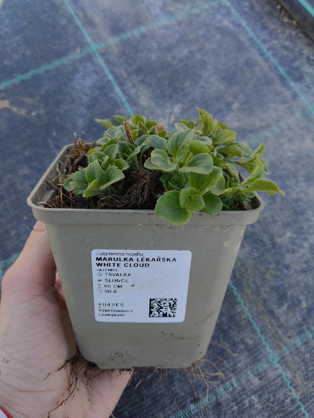 Mirigyes pereszlény White Cloud - 27. 3. 2026