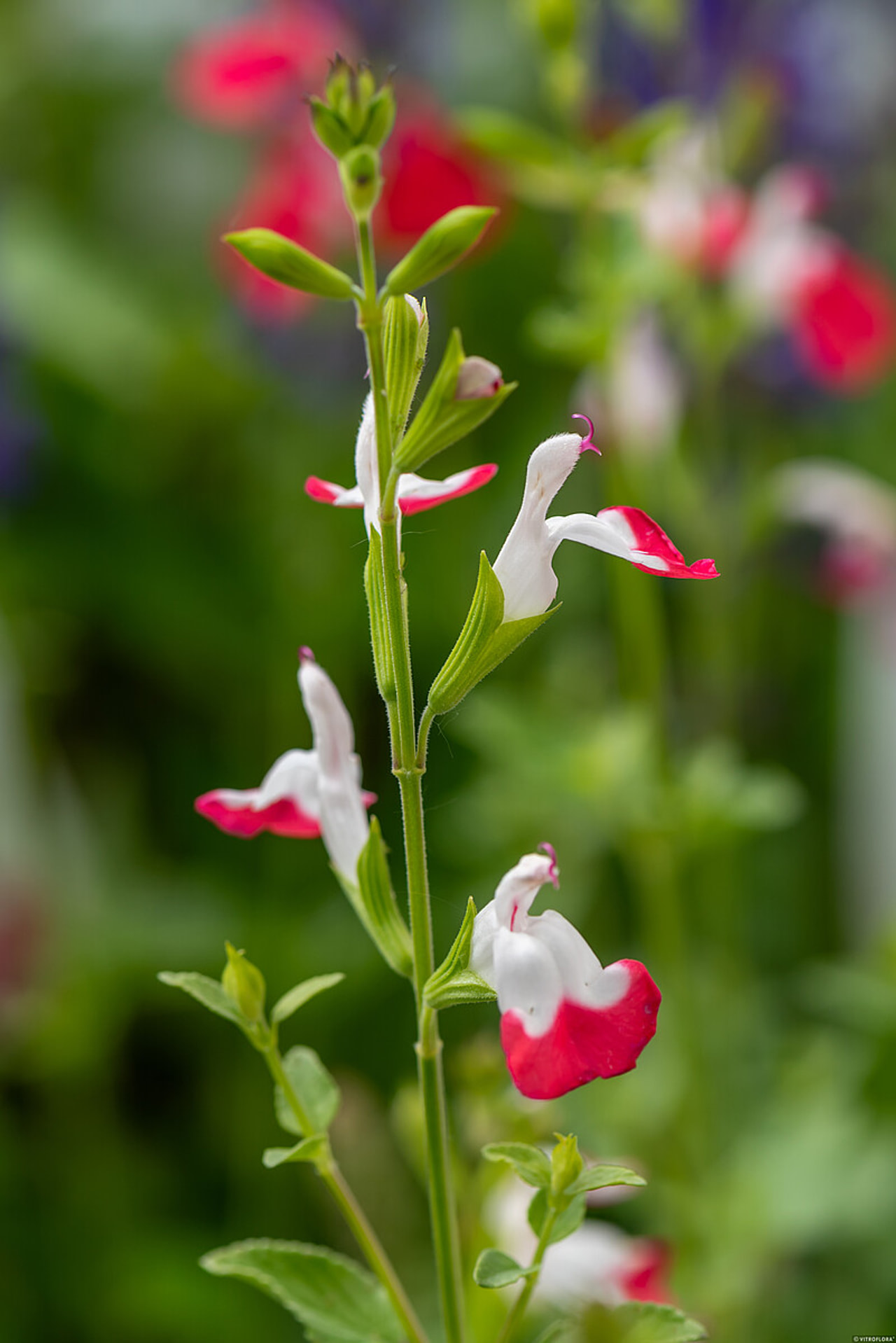 Šalvěj Hot Lips, Loukykvět