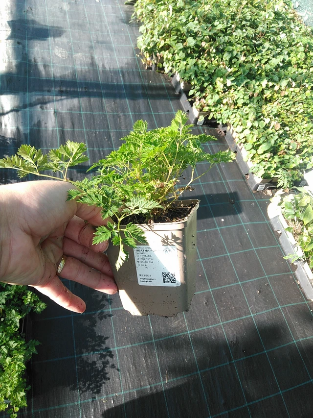 Udatna Porzellan - 19. 8. 2025