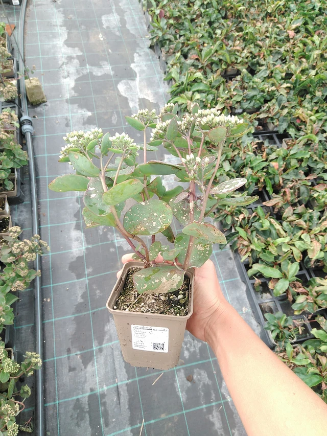 Maksaruoho Matrona - 10. 9. 2025