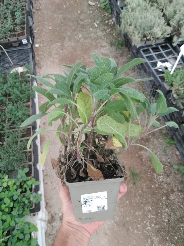 Szałwia lekarska Grower's Friend - 1. 8. 2025