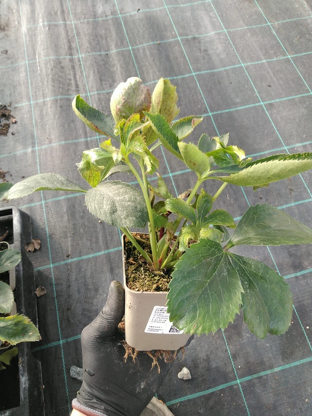 Eléboro Double Ellen Purple - 31. 10. 2025