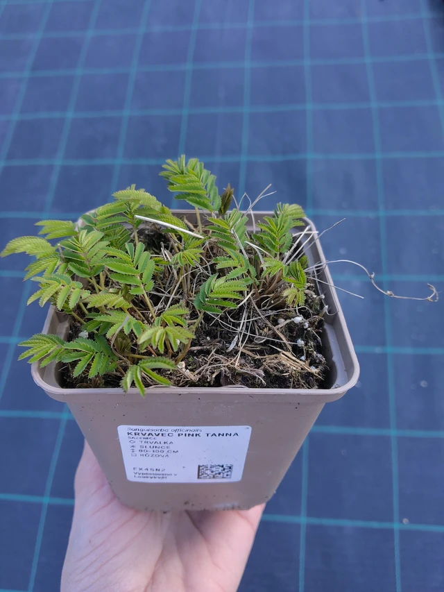 Krvavec Pink Tanna - 27. 3. 2026