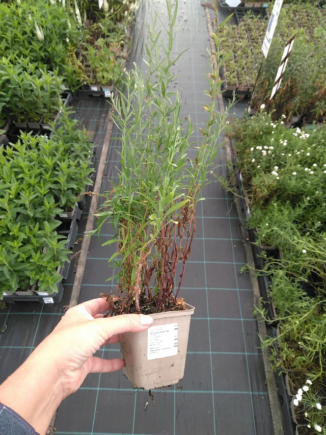 Aster Erlkönig - 11. 7. 2025