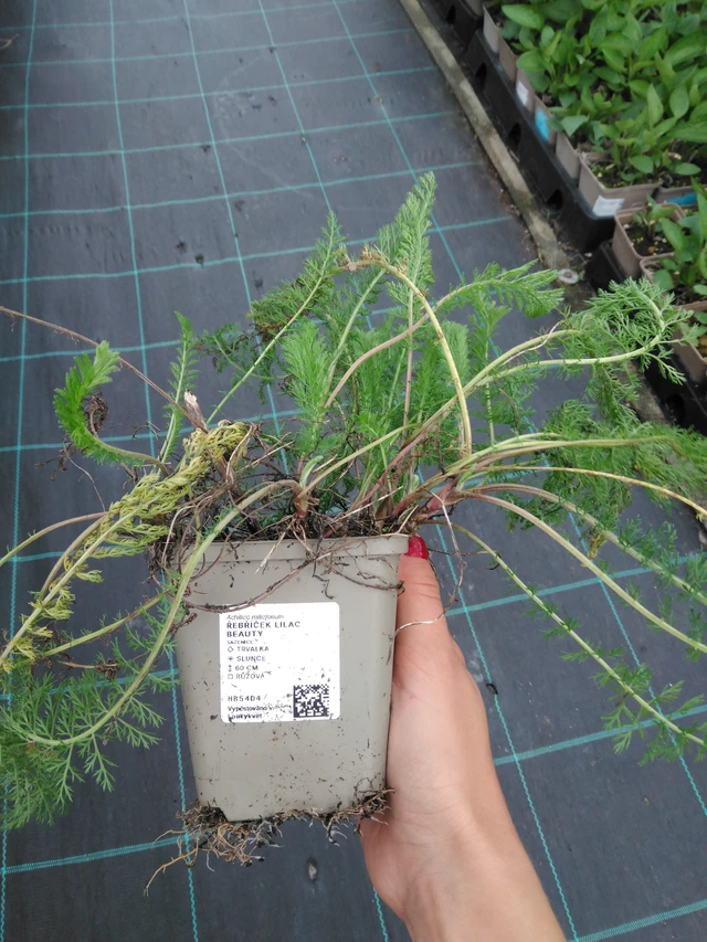 Siankärsämö Lilac Beauty - 11. 9. 2025