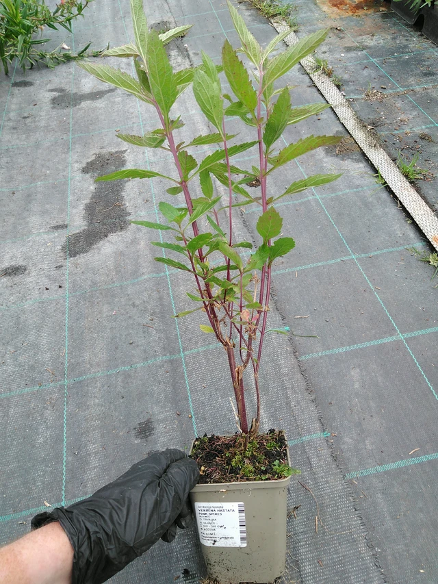 Verbena arrow-leaved Pink Spires - 10. 9. 2025