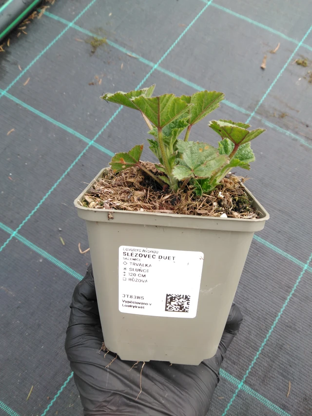 Madármályva Duet - 1. 4. 2026