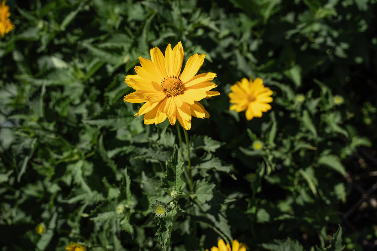 Napszemvirág Venus, Loukykvět