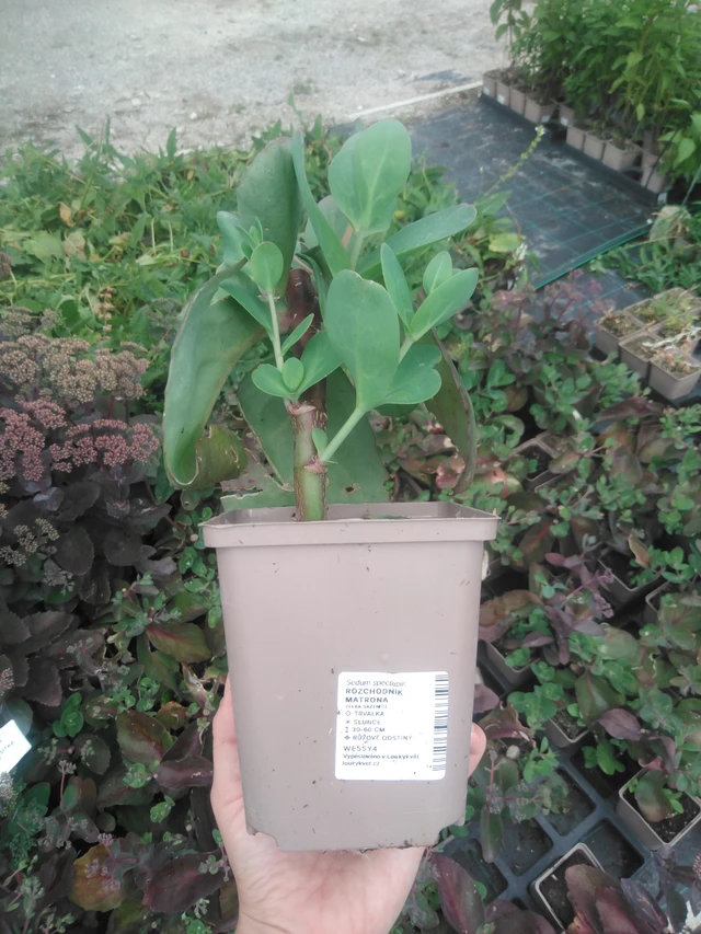 Maksaruoho Matrona - 2024