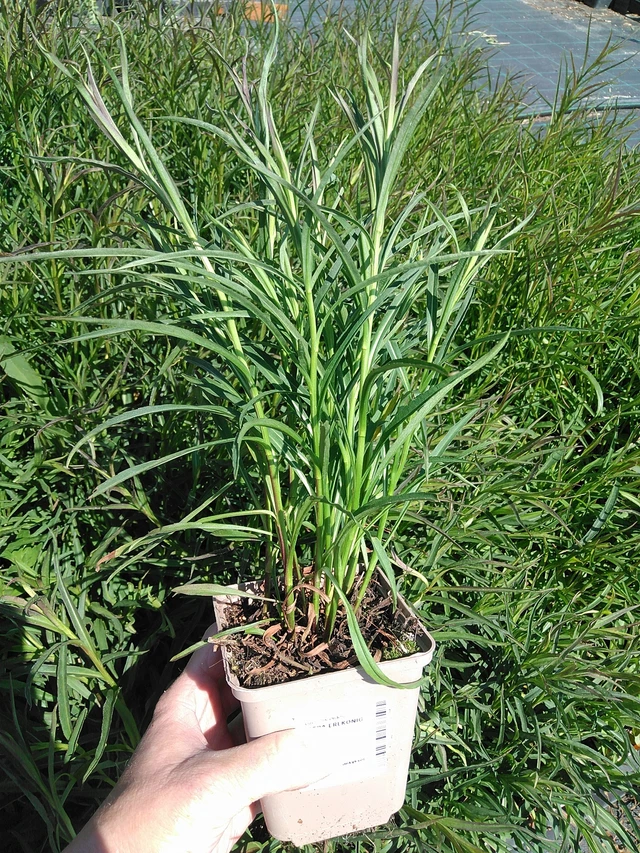 Aster Erlkönig - 13. 5. 2025