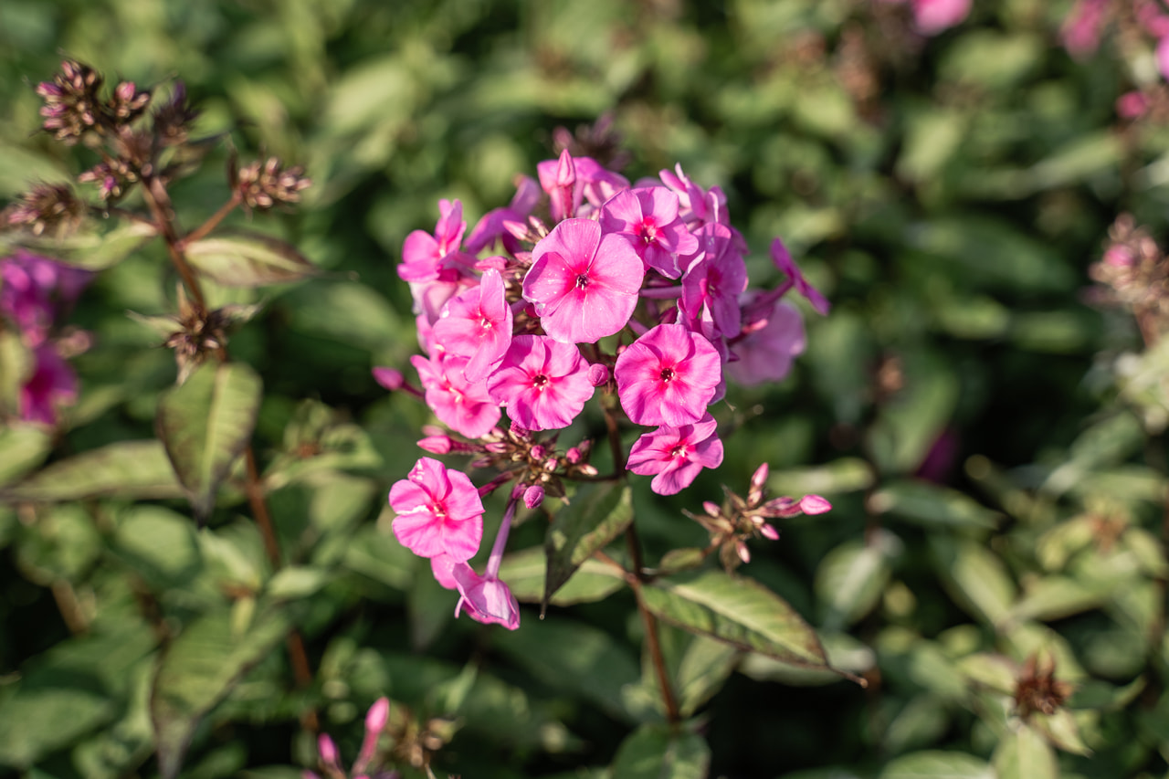 Lángvirág Winnetou, Loukykvět