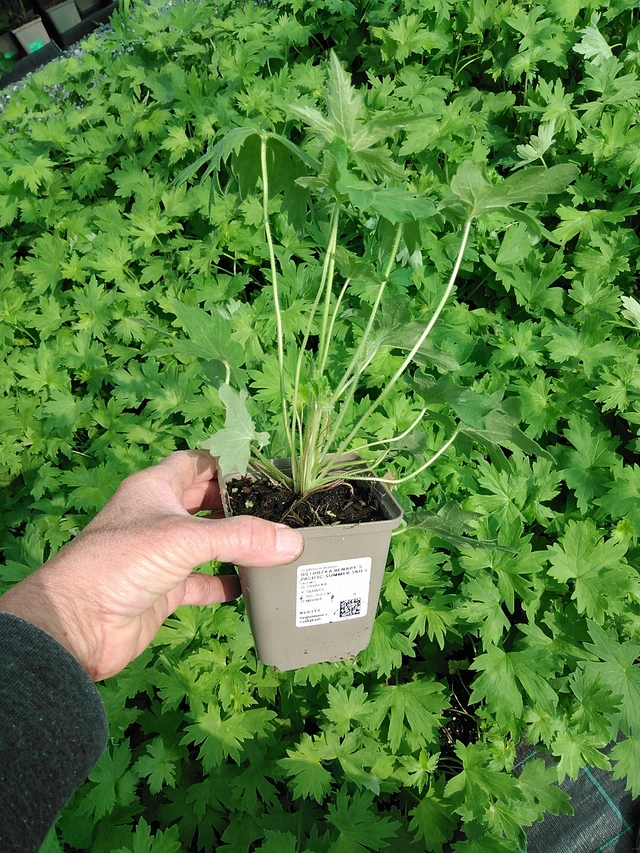 Ritarinkannus Benary’s Pacific Summer Skies - 9. 6. 2025