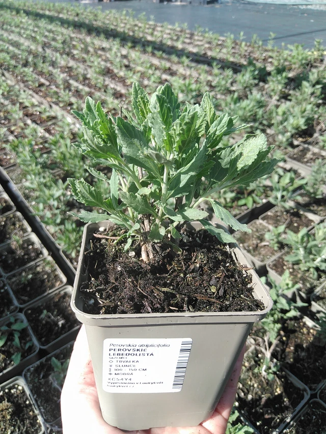 Perovskie lebedolistá - 23. 5. 2025