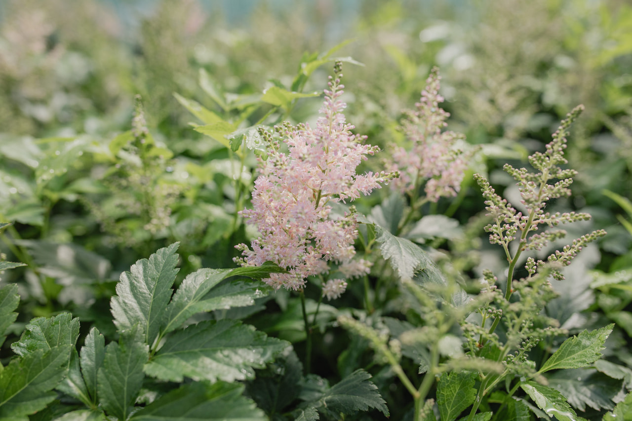 Astilbe Europa, Loukykvět