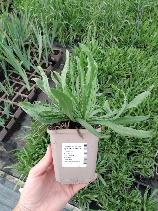 Poblekla modrá - 2024