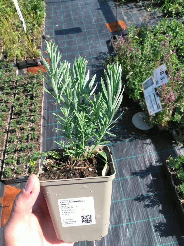 Toadflax Springside White - 20. 6. 2025