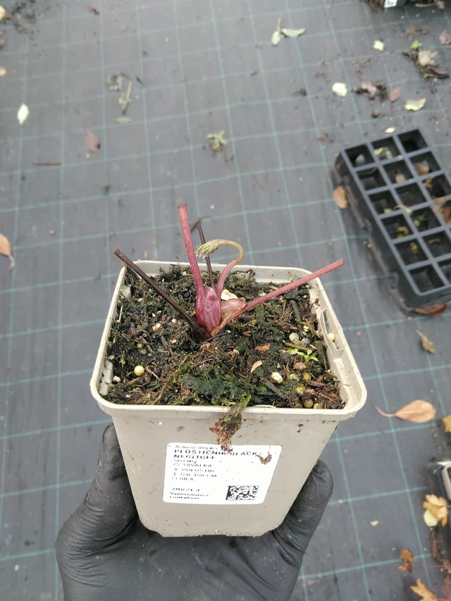 Ploštičník Black Negligee - 31. 10. 2025