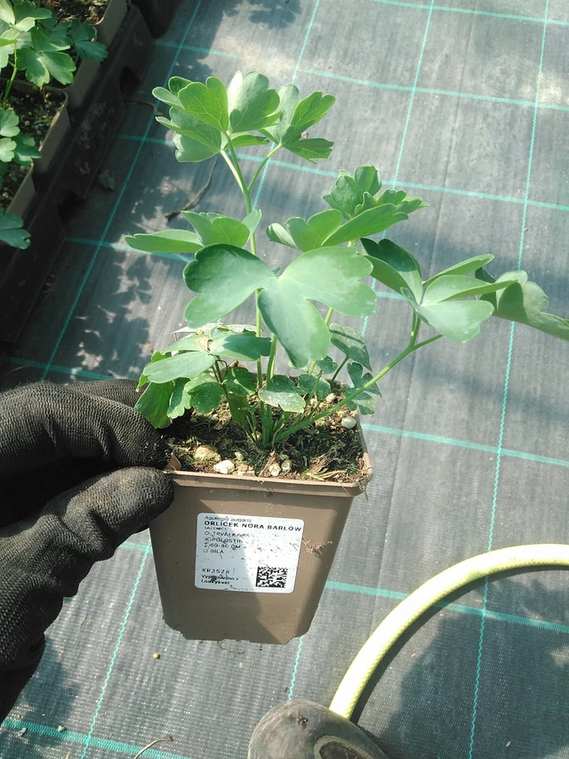 Akvileija Nora Barlow - 1. 7. 2025