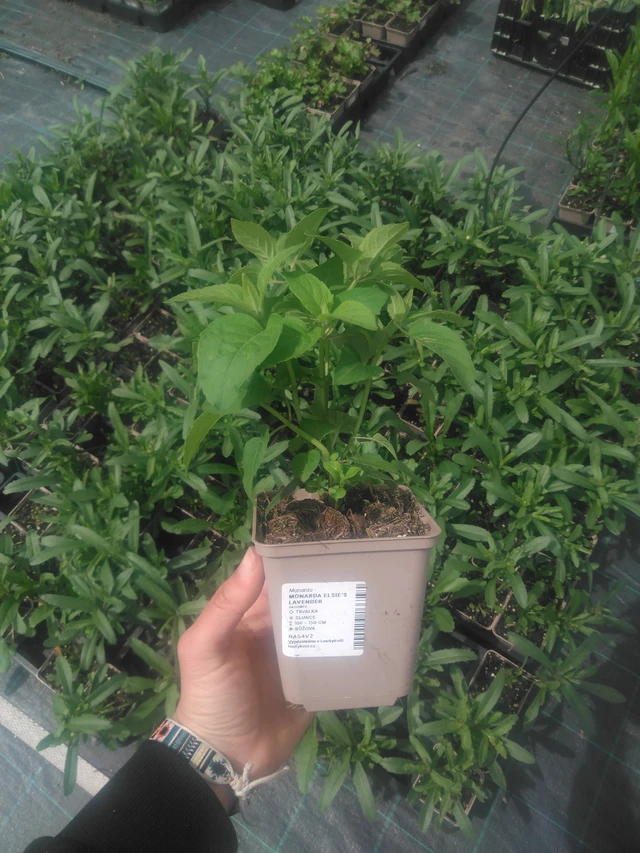 Monarda Elsie’s Lavender - 2024