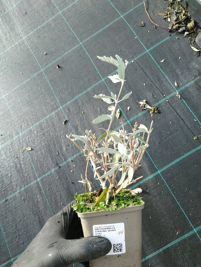 Perovskia Sterling Silver - 31. 10. 2025