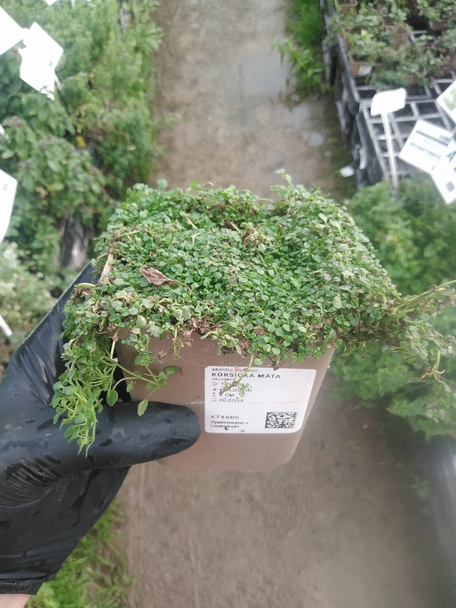 Menta corsa - 13. 10. 2025