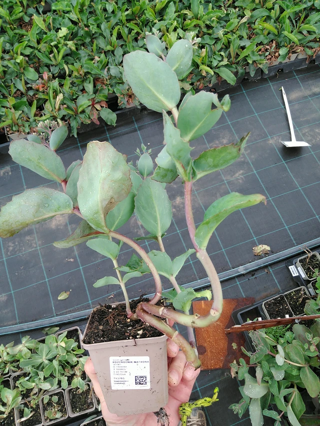 Maksaruoho Matrona - 28. 7. 2025