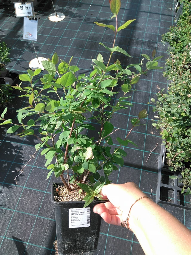 Snowberry Magical Avalanche - 11. 7. 2025