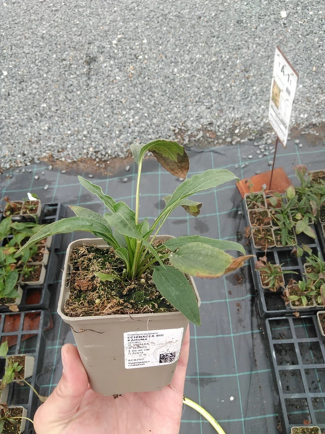 Echinacea Big Kahuna - 7. 7. 2025