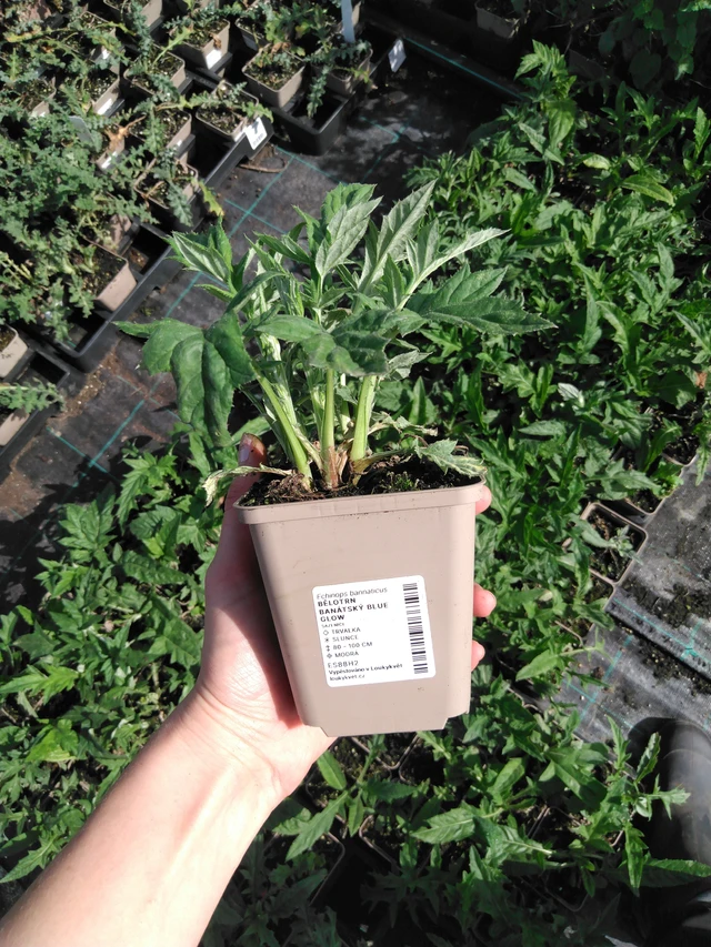 Pallo-ohdake banátský Blue Glow - 2024