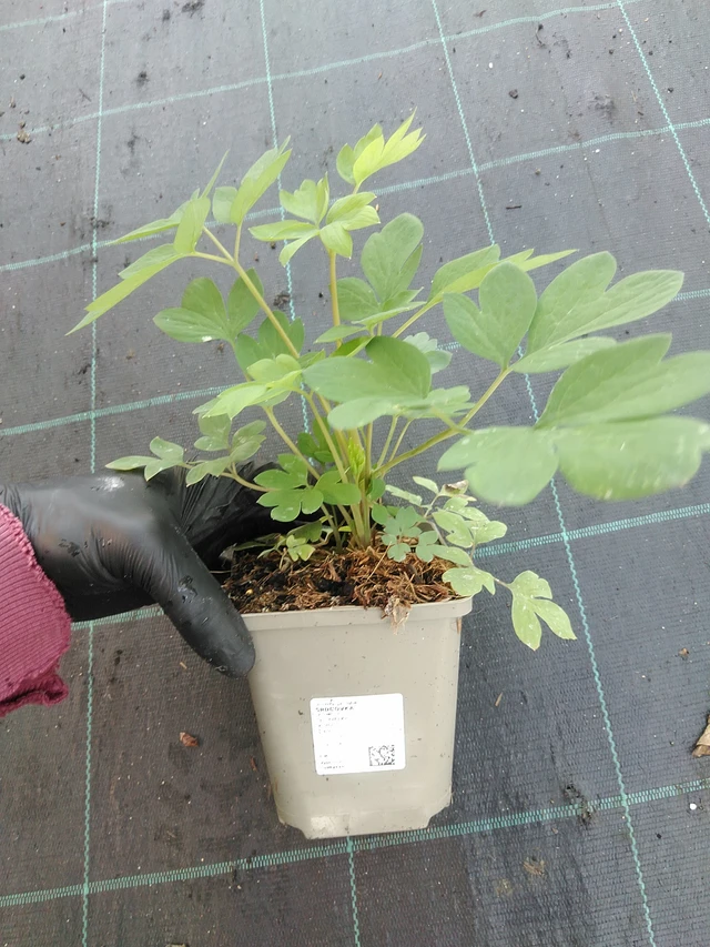 Pikkusydän - 1. 9. 2025