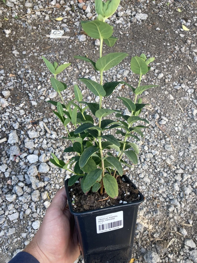 Hipérico Magical Royal Princess - 2024