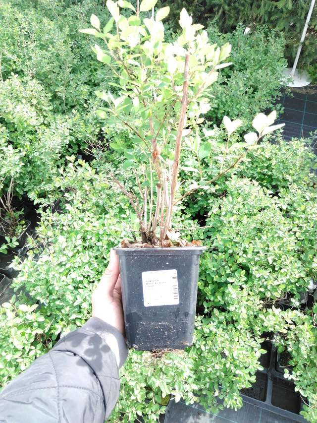 Snowberry Magical Ruby Giant - 2024