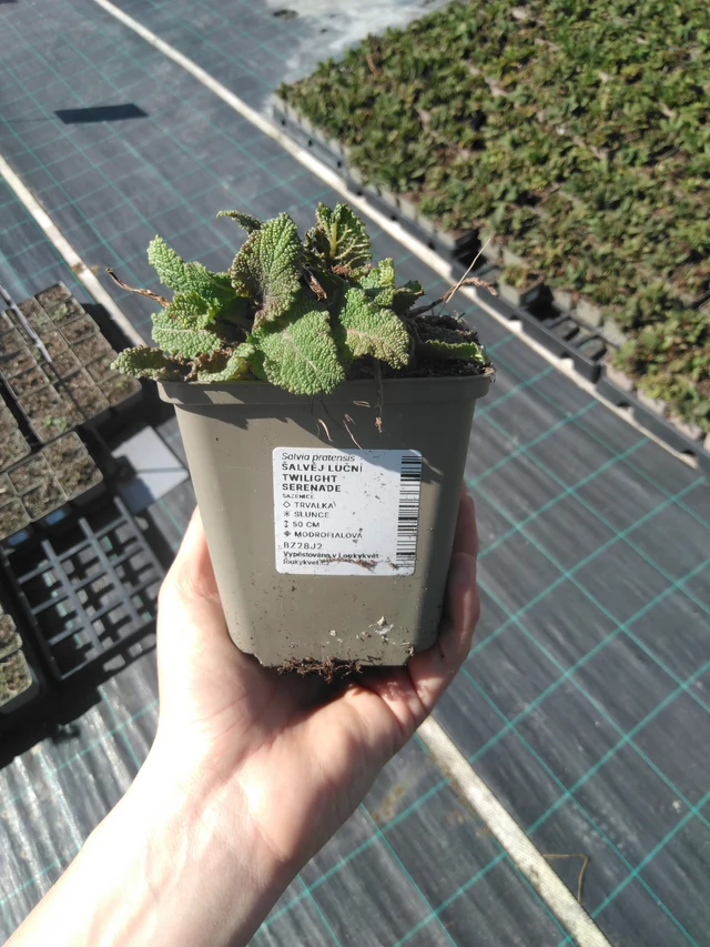 Niittyvirna Twilight Serenade - 3. 4. 2025