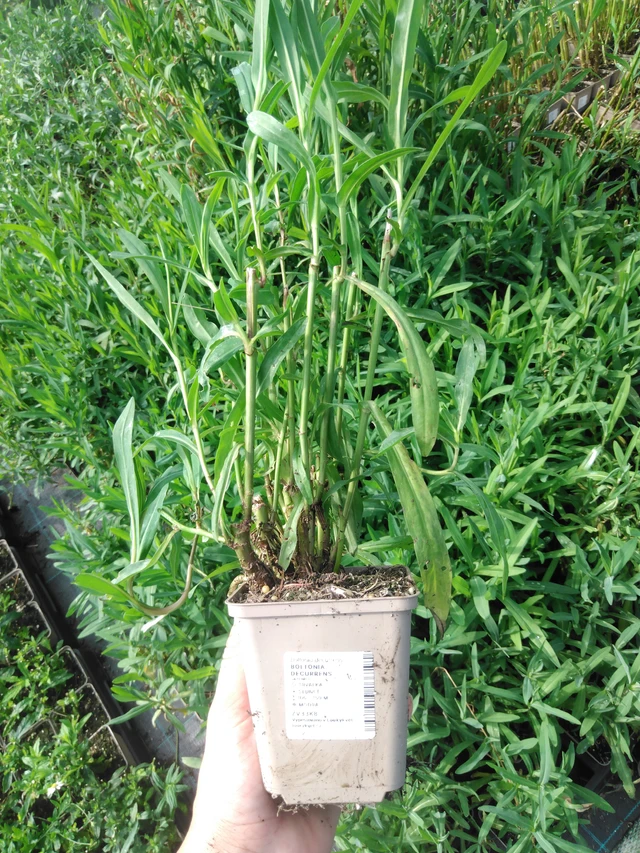 Boltonia Snowbank - 2024