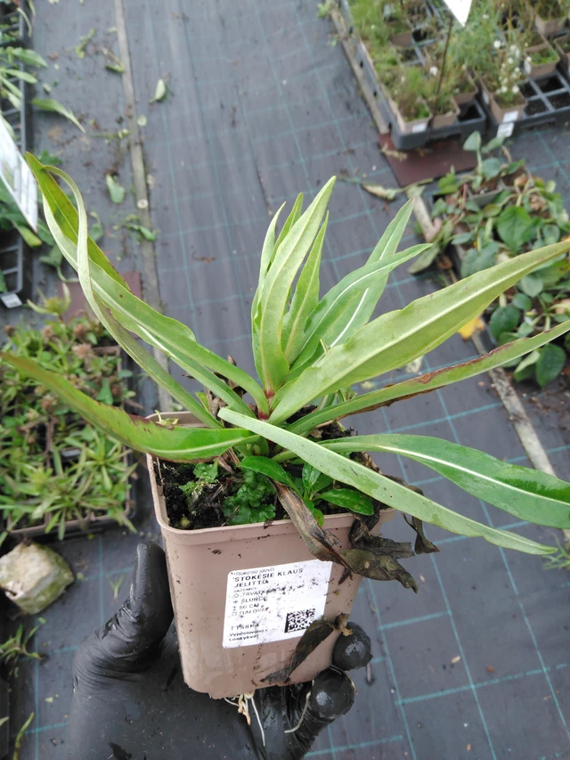 Stoke's Aster Klaus Jelitto - 23. 10. 2025