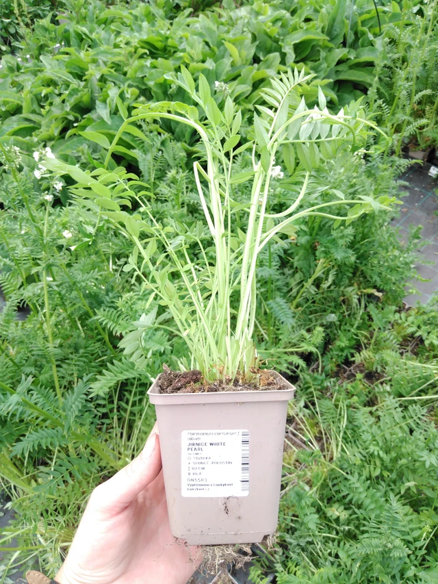 Astrantia White Pearl - 2024