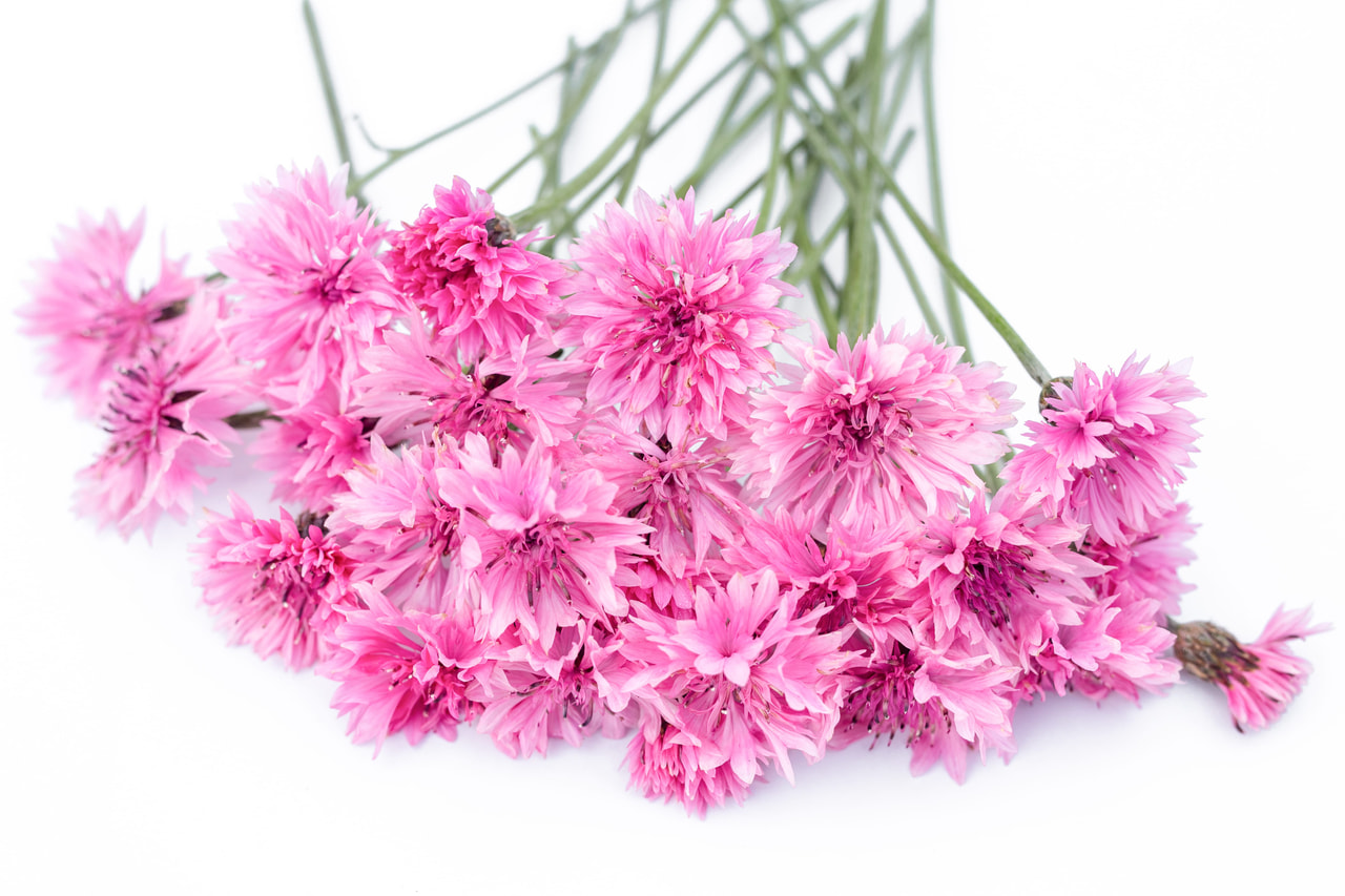 Chrpa Tall Double Pinkie, Loukykvět