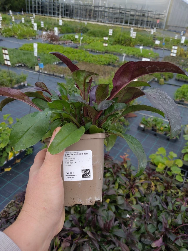 Penstemon Husker Red - 9. 10. 2025