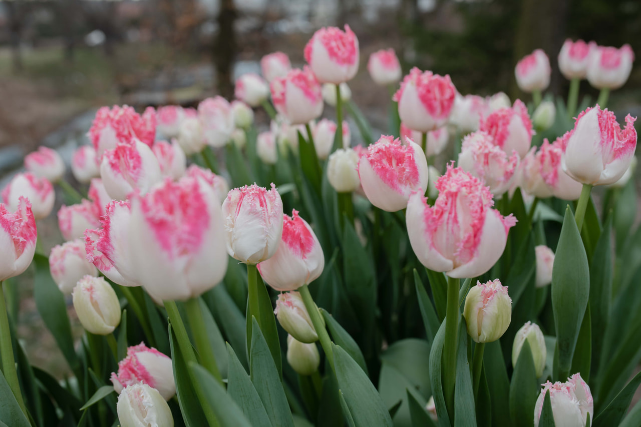 Tulipán Neglige, Loukykvět