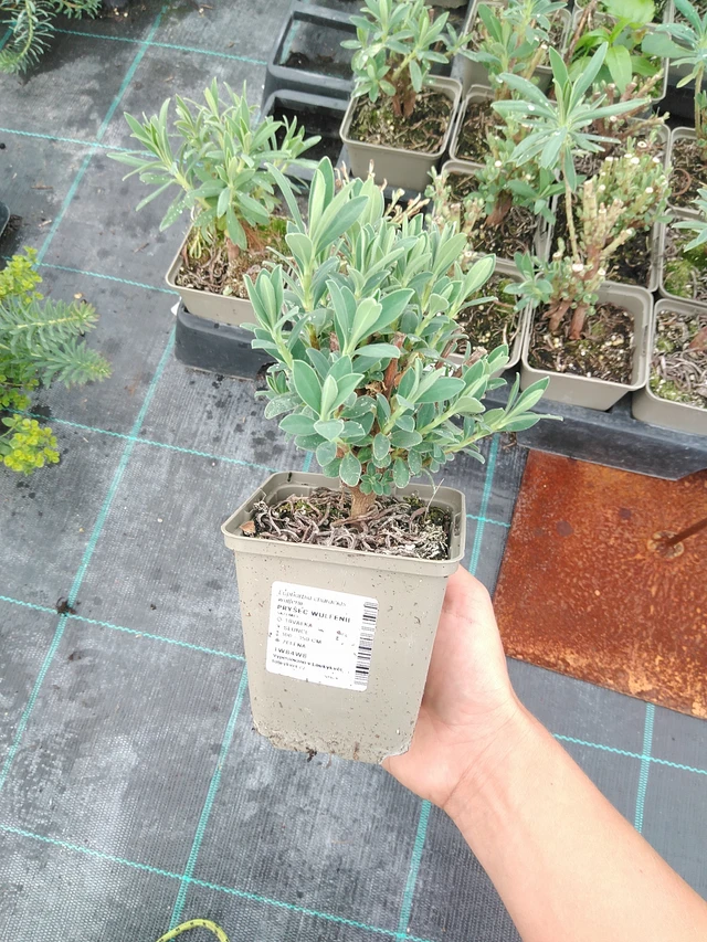 Euforbia Wulfenii - 10. 9. 2025