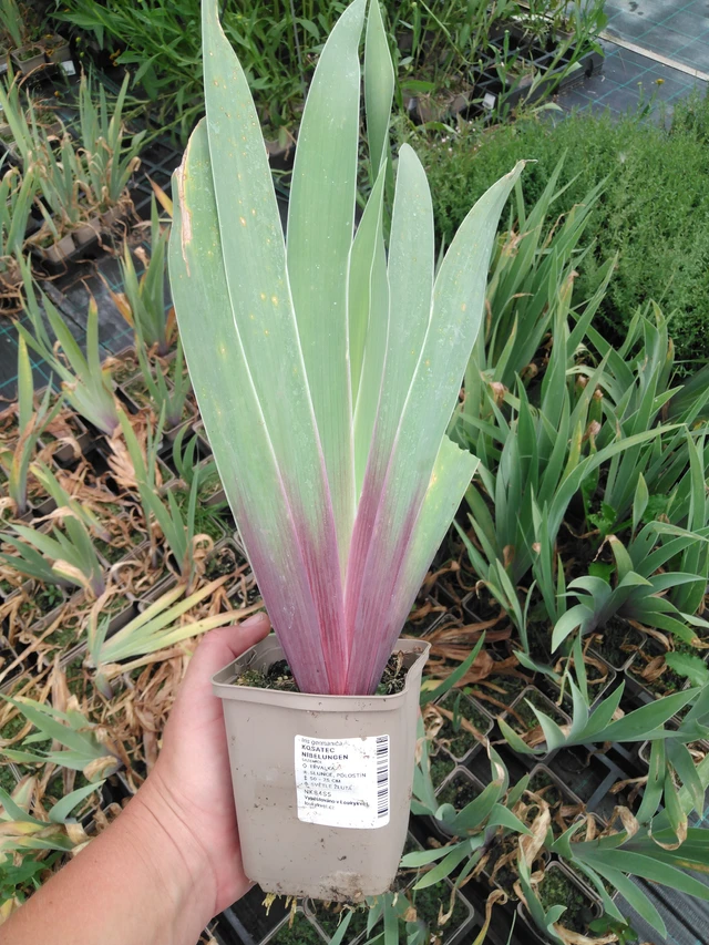 Lirio Nibelungen - 2024