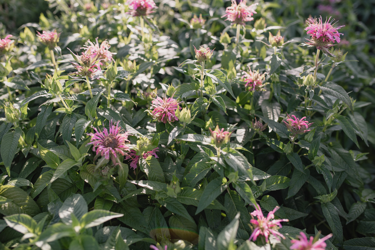 Monarda Croftway Pink, Loukykvět