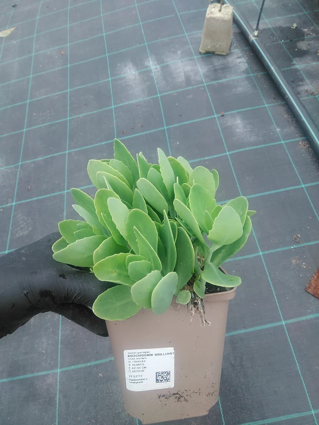 Rozchodník Brilliant - 10. 9. 2025