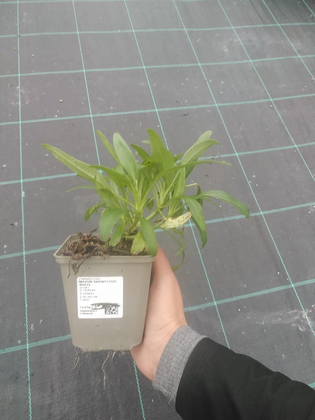 Baby's Breath Snowcloud White - 10. 10. 2025