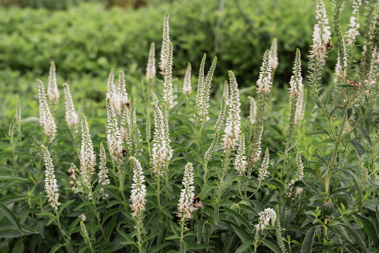 Rozrazil Schneeriesin, Loukykvět