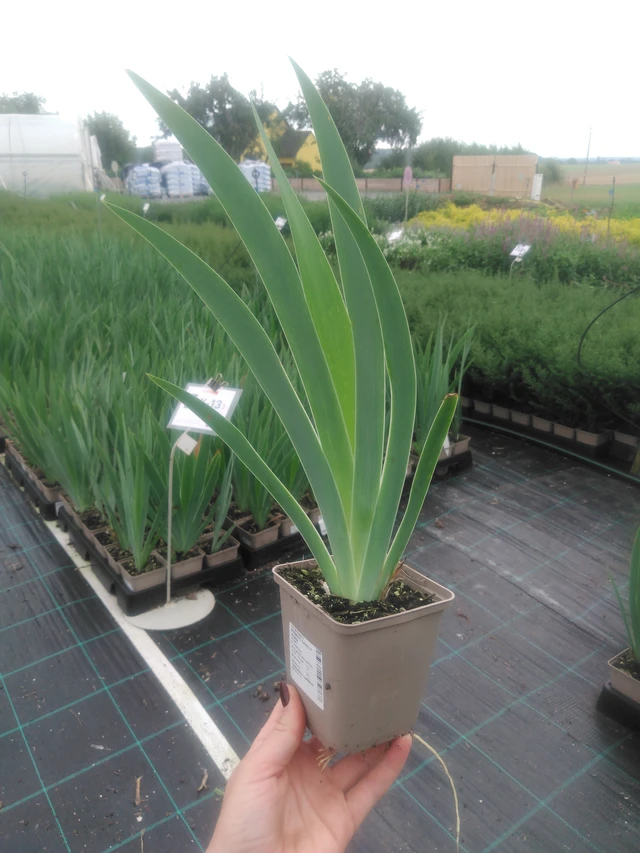 Kosatec Lovely Again - 2024