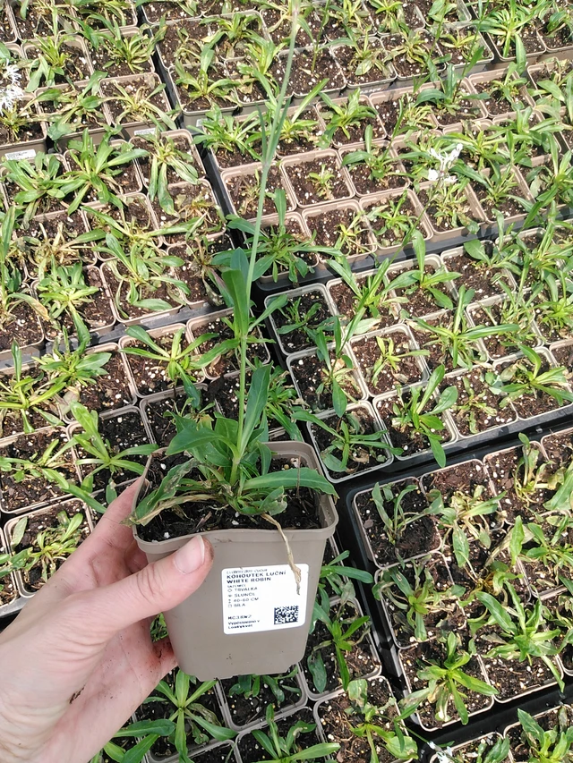 Lychnis flos-cuculi White Robin - 9. 6. 2025