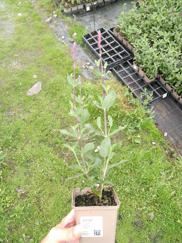 Šalvěj hajní Caradonna - 21. 7. 2025