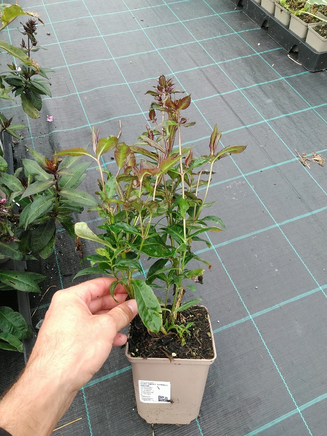 Phlox Sweet Summer Dream - 28. 7. 2025